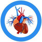 Giant Microbes Heart Organ Keyring - Guzzgoggs