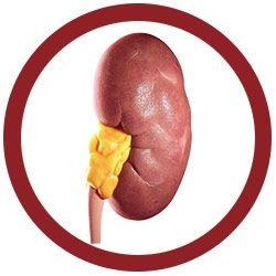 Giant Microbes Kidney Keyring - Guzzgoggs