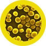 Giant Microbes MRSA Keyring Plush Educational Toy - Guzzgoggs