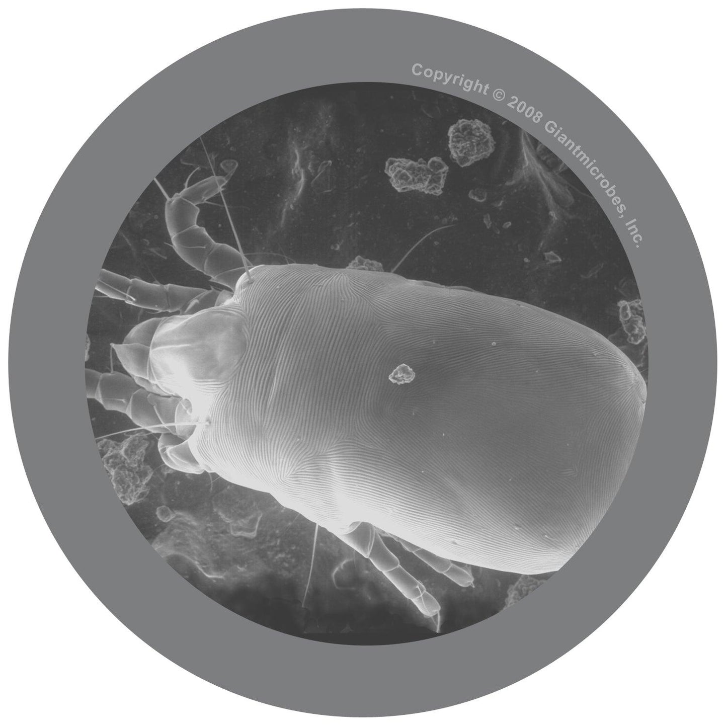 Giant Microbes Original Dust Mite - Guzzgoggs