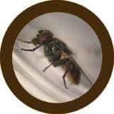 Giant Microbes Original House Fly - Guzzgoggs