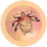 Giant Microbes Original Pubic Crab Louse - Guzzgoggs