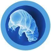 Giant Microbes Waterbear Keyring - Guzzgoggs