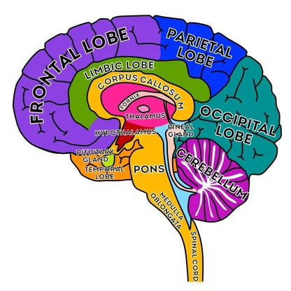 Giant Microbes Brain Model - Guzzgoggs