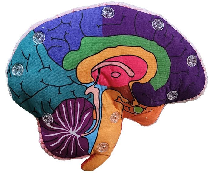 Giant Microbes Brain Model - Guzzgoggs
