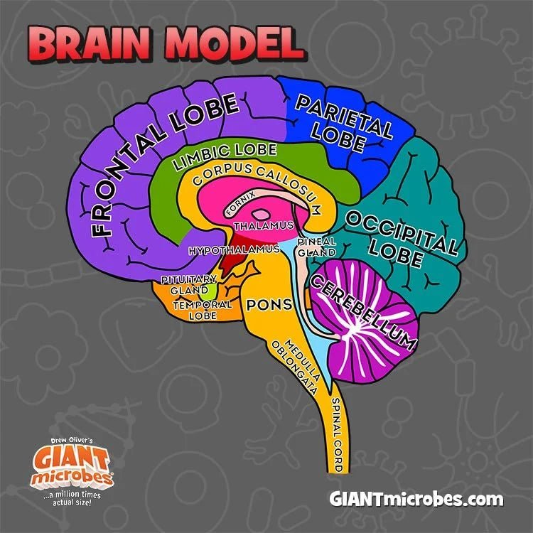 Giant Microbes Brain Model - Guzzgoggs