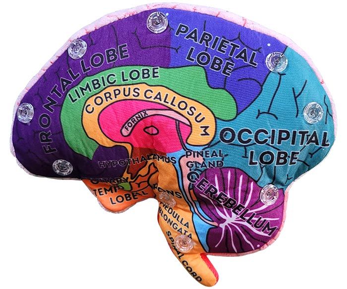 Giant Microbes Brain Model - Guzzgoggs
