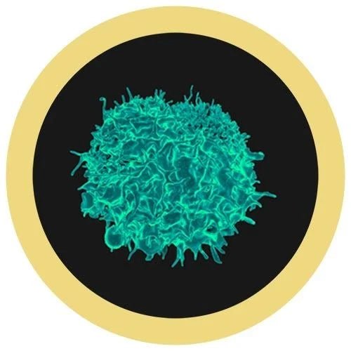 Giant Microbes Cells at Work Killer T - 4 Cell Plush Educational Toy - Guzzgoggs