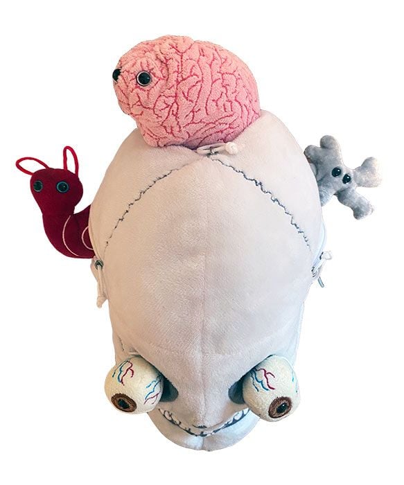 Giant Microbes Deluxe Skull With Hidden Organs - Guzzgoggs