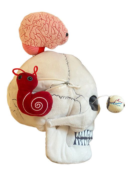 Giant Microbes Deluxe Skull With Hidden Organs - Guzzgoggs