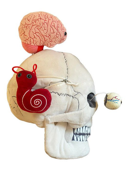Giant Microbes Deluxe Skull With Hidden Organs - Guzzgoggs