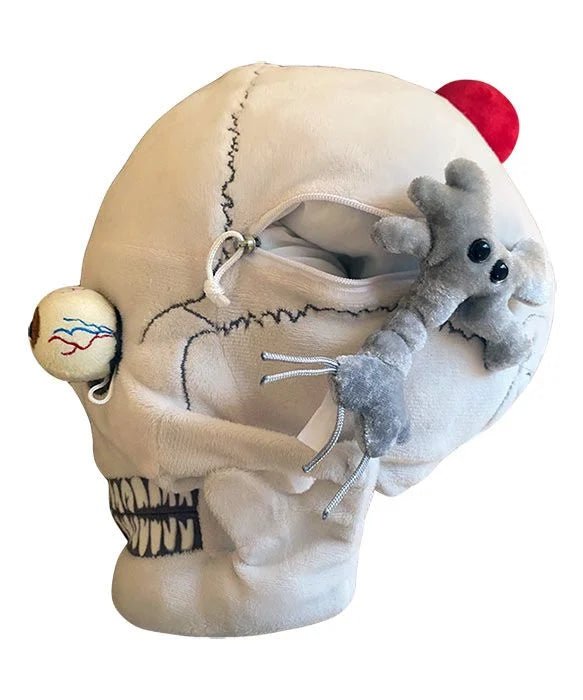 Giant Microbes Deluxe Skull With Hidden Organs - Guzzgoggs