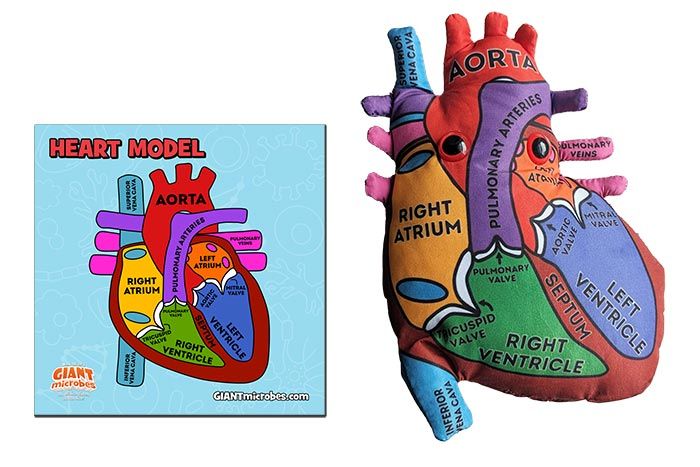 Giant Microbes Heart Model - Guzzgoggs