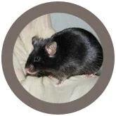 Giant Microbes Original Black Lab Mouse Plush Educational Toy - Guzzgoggs