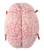 Giant Microbes XL Deluxe Brain Organ with Hidden Cells & Neurotransmitters - Guzzgoggs