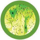 Giant Microbes Body Cells Themed Box Set - Guzzgoggs