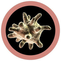 Giant Microbes Cells at Work Macrophage - Guzzgoggs