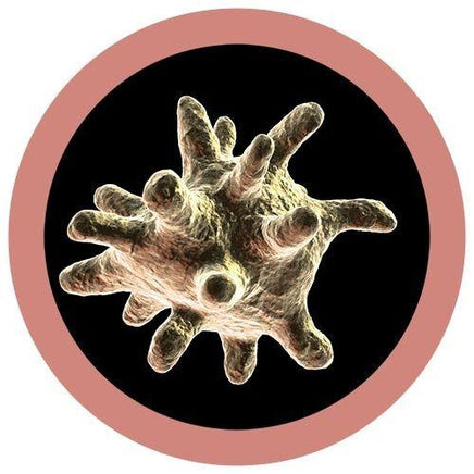 Giant Microbes Cells at Work Macrophage - Guzzgoggs