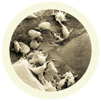 Giant Microbes Cells at Work Platelet - Guzzgoggs