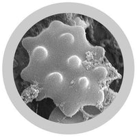 Giant Microbes Cells at Work White Blood Cell - Guzzgoggs