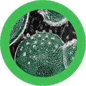 Giant Microbes Chlamydia Keyring - Guzzgoggs
