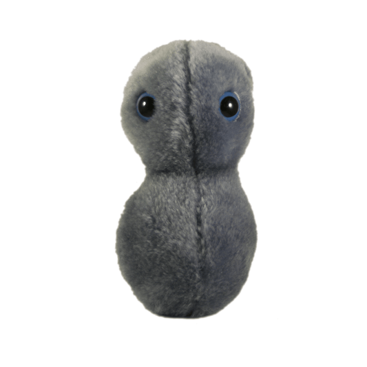 Giant Microbes Clap Gonorrhea Neisseria - Guzzgoggs
