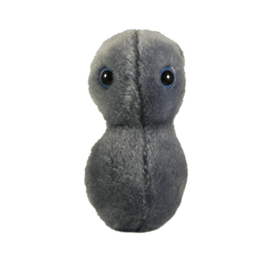 Giant Microbes Clap Gonorrhea Neisseria - Guzzgoggs