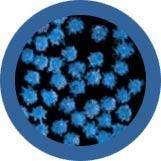Giant Microbes Common Cold Rhinovirus - Guzzgoggs