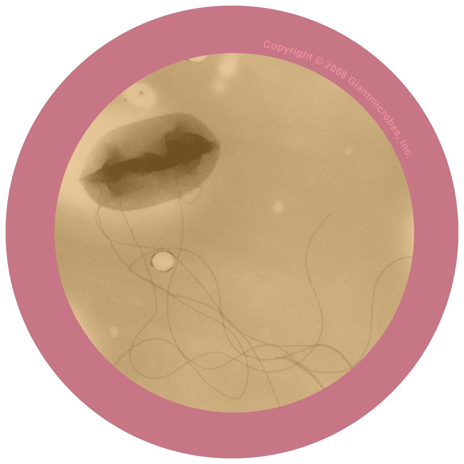 Giant Microbes E. Coli Keyring - Guzzgoggs