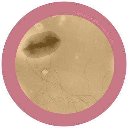 Giant Microbes E. Coli Keyring - Guzzgoggs