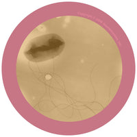 Giant Microbes E. Coli Keyring - Guzzgoggs