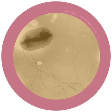 Giant Microbes E. Coli Keyring - Guzzgoggs