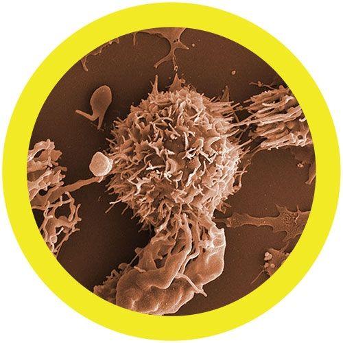 Giant Microbes Leukemia Cancer Plush Educational Toy - Guzzgoggs