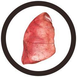 Giant Microbes Lung Keyring - Guzzgoggs