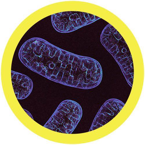 Giant Microbes Mitochondria Keyring - Guzzgoggs