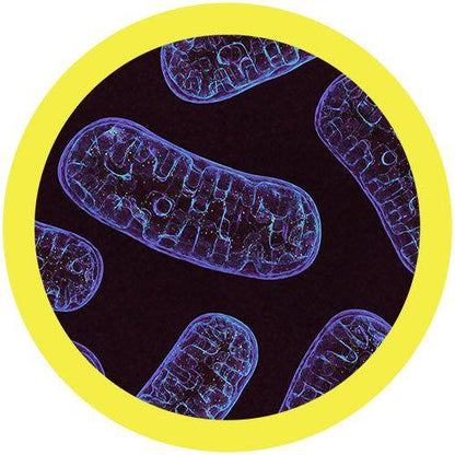 Giant Microbes Mitochondria Keyring - Guzzgoggs
