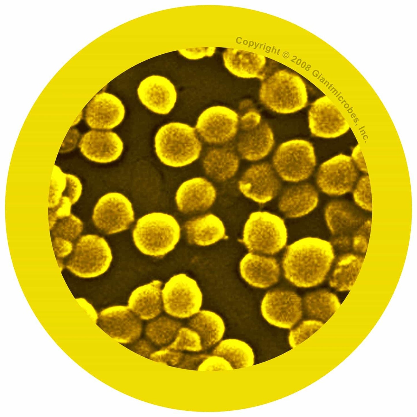Giant Microbes MRSA Methicillin - Resistant Staphylococcus Aureus - Guzzgoggs
