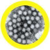Giant Microbes Norovirus Keyring - Guzzgoggs