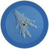 Giant Microbes Original Amoeba Proteus - Guzzgoggs