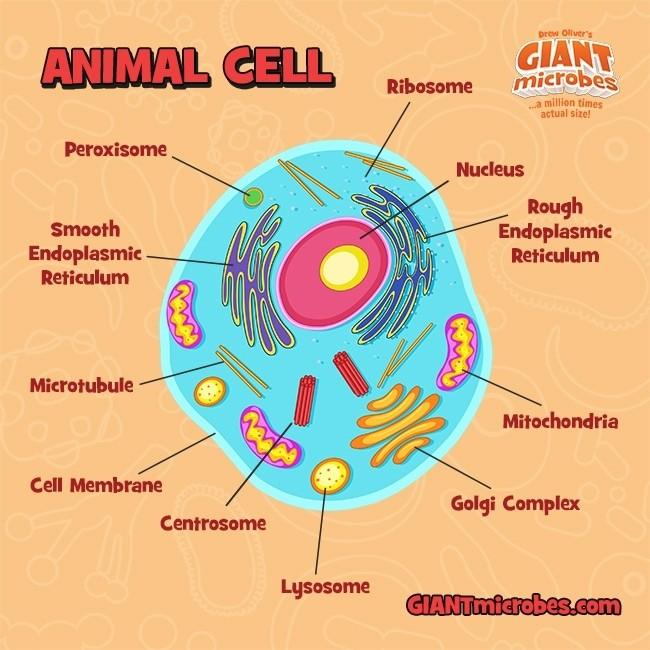 Giant Microbes Original Animal Cell - Guzzgoggs