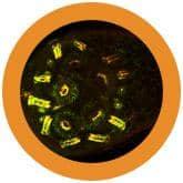 Giant Microbes Original Antibody - Guzzgoggs