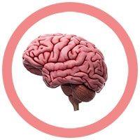 Giant Microbes Original Brain Organ - Guzzgoggs