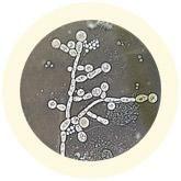 Giant Microbes Original Candida Fungus Plush Educational Toy - Guzzgoggs