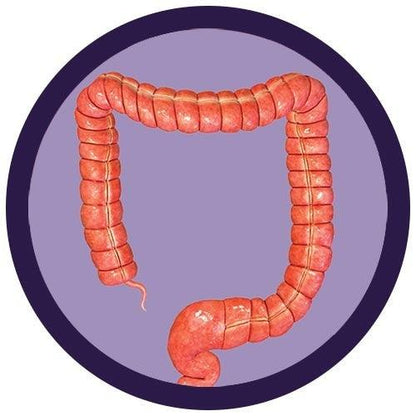 Giant Microbes Original Colon - Guzzgoggs