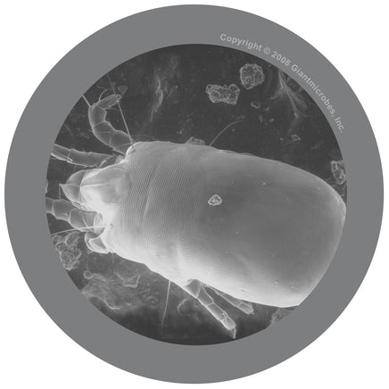 Giant Microbes Original Dust Mite - Guzzgoggs