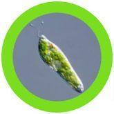 Giant Microbes Original Euglena (Euglena Gracilis) Plush Educational Toy - Guzzgoggs
