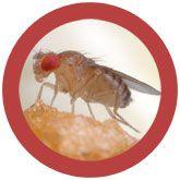 Giant Microbes Original Fruit Fly Plush Educational Toy - Guzzgoggs