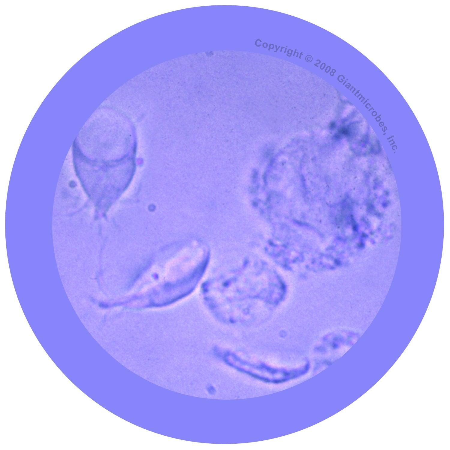Giant Microbes Original Giardia Plush Educational Toy - Guzzgoggs