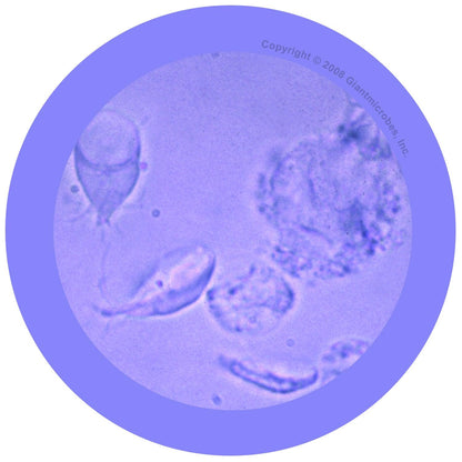 Giant Microbes Original Giardia Plush Educational Toy - Guzzgoggs