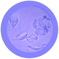 Giant Microbes Original Giardia Plush Educational Toy - Guzzgoggs